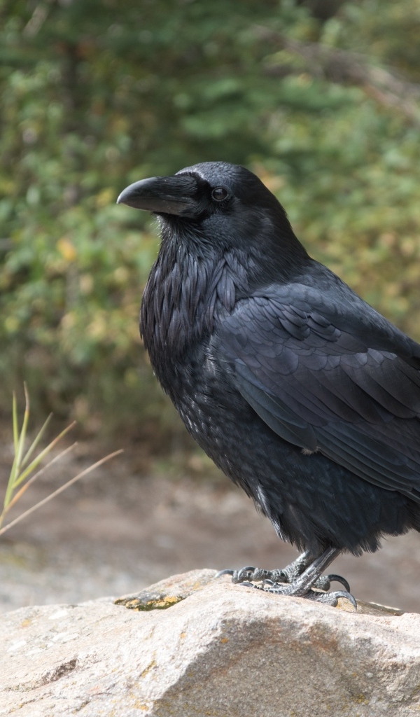 Большой черный ворон стоит на камне