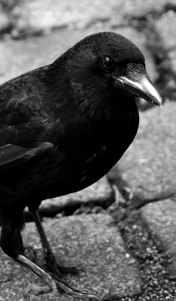 Большой черный ворон стоит на дороге