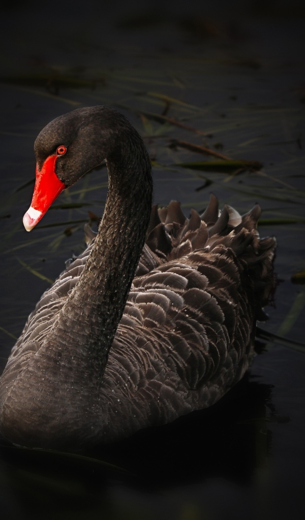 Большой черный лебедь с красным клювом