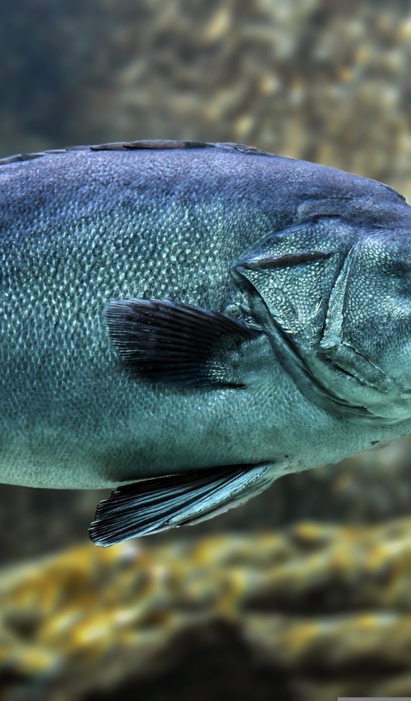 Большая синяя рыба в воде