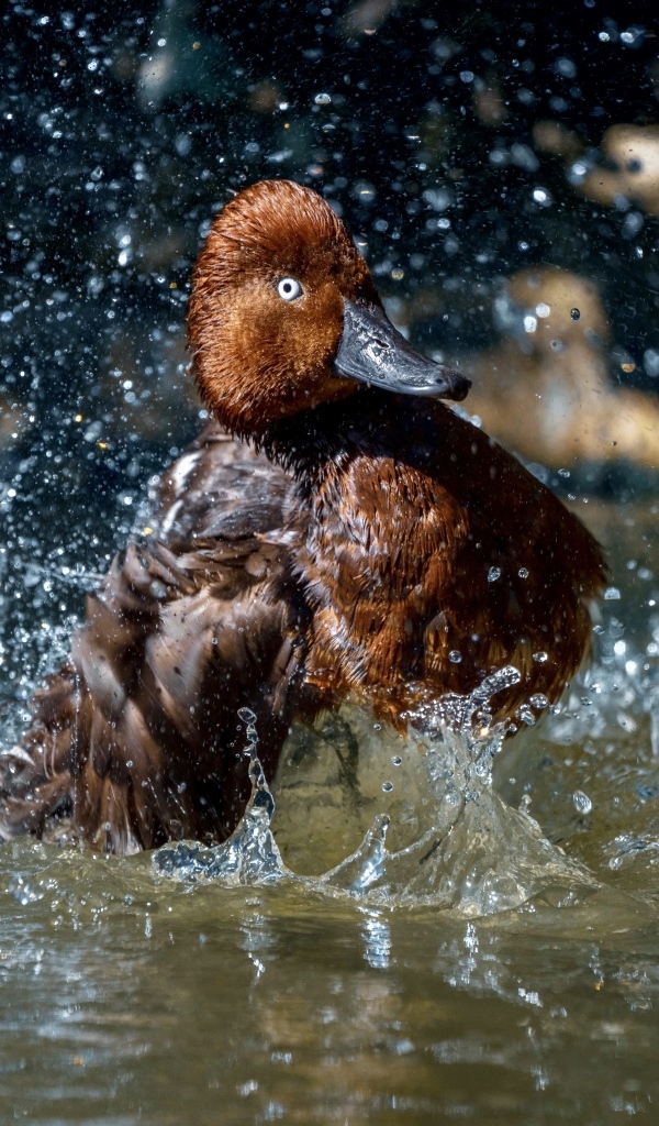 Большая коричневая утка купается в воде