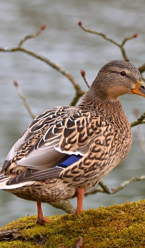 Большая серая утка у воды