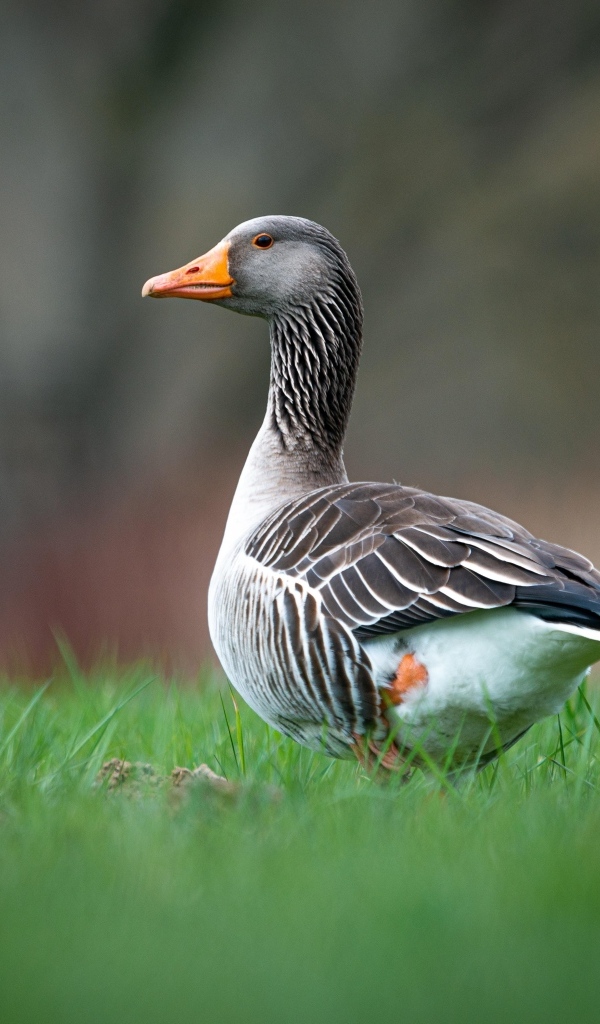 Большой серый гусь на зеленой траве 