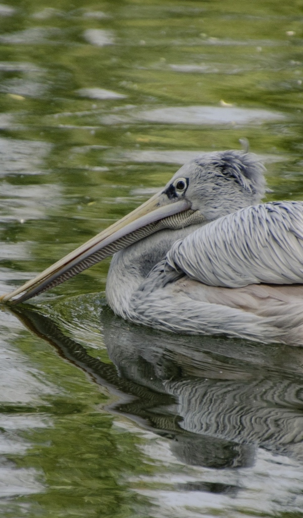 Большой серый пеликан в воде