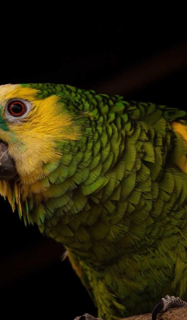 Большой зеленый попугай на черном фоне