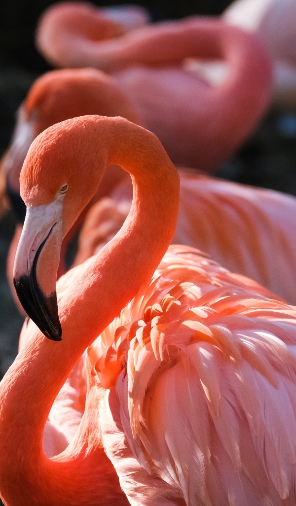 Большой розовый фламинго крупным планом