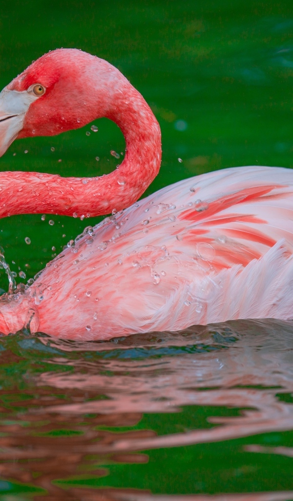 Большой розовый фламинго плавает в воде 