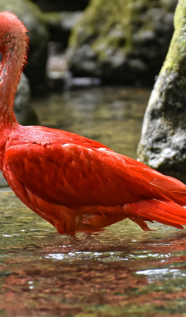 Большой красный ибис в воде