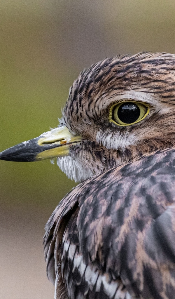 Птица с острым коротким клювом