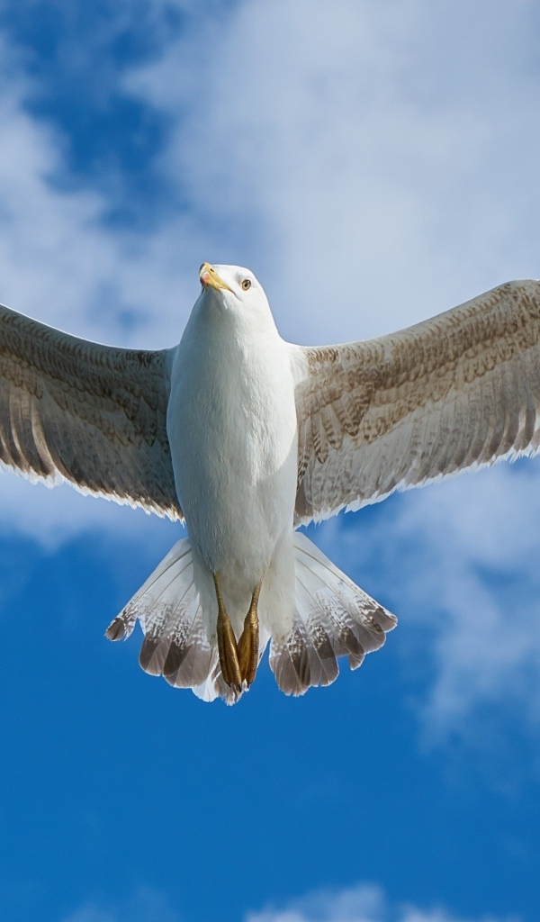 Большая чайка летит в голубом небе