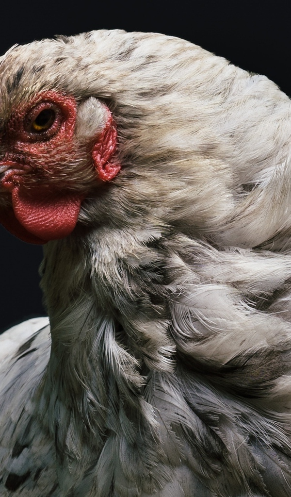 Большая белая курица на черном фоне