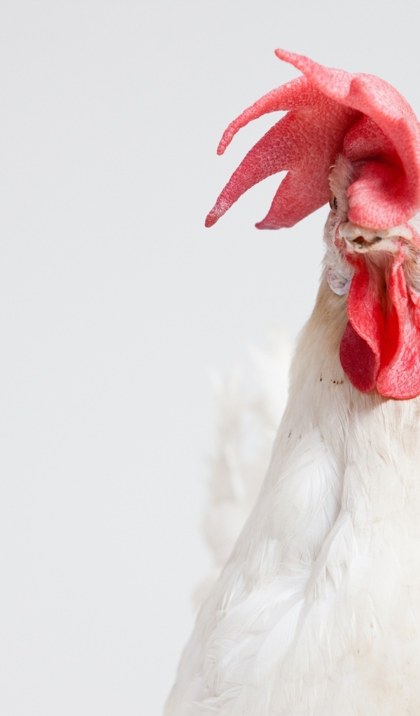 Большой белый петух с красным гребнем