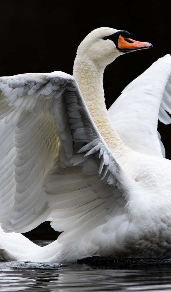 Большой белый лебедь расправил крылья в воде