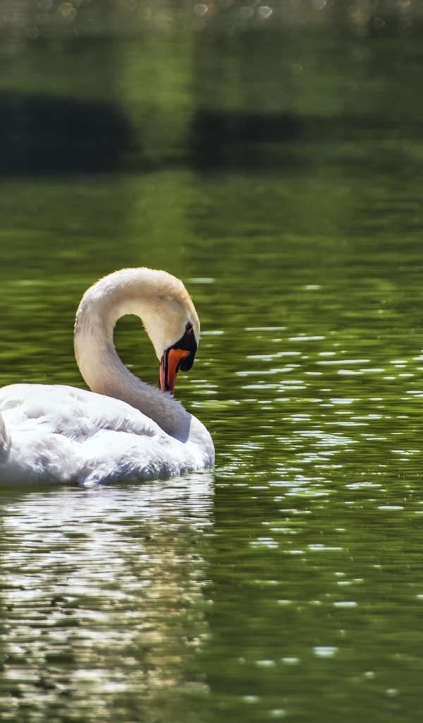 Большой белый лебедь плавает в пруду