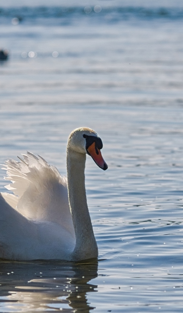 Большой белый лебедь плавает в воде