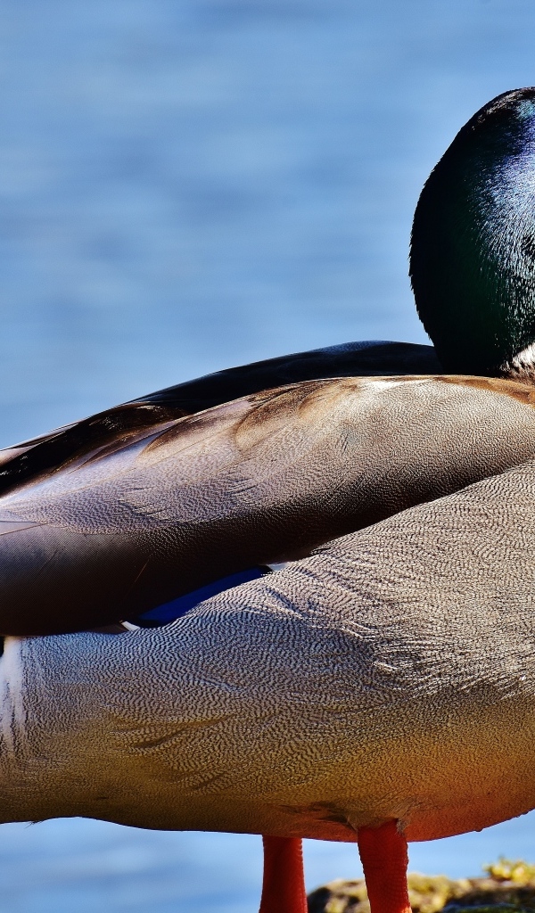 Большой дикий селезень у пруда