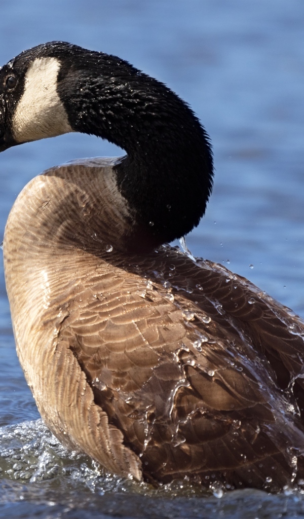 Большой дикий гусь купается в озере
