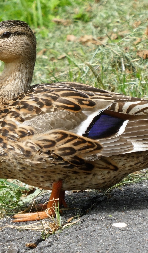 Большая дикая серая утка у травы