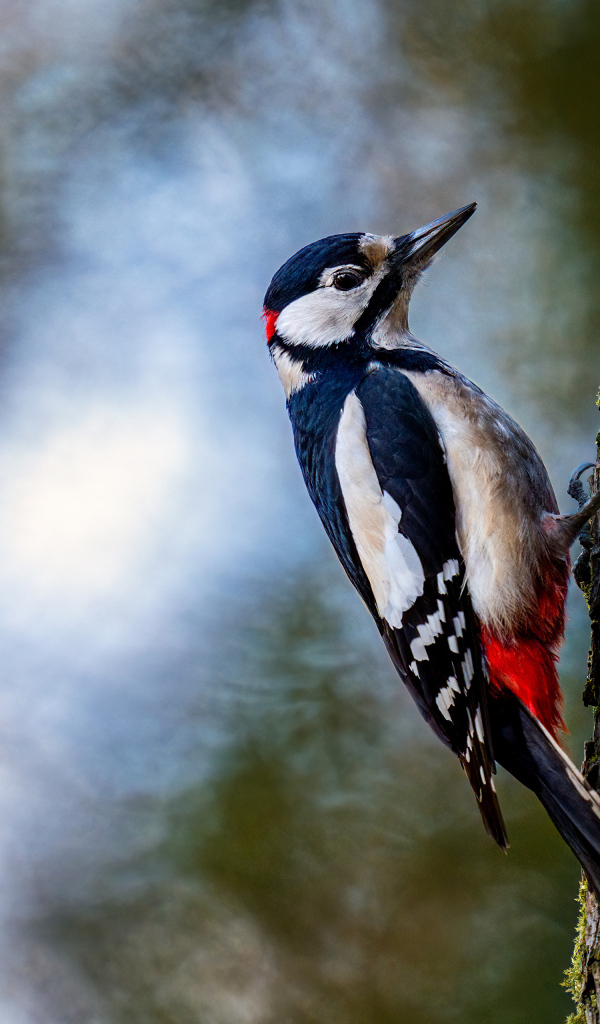 Большой дятел сидит на дереве