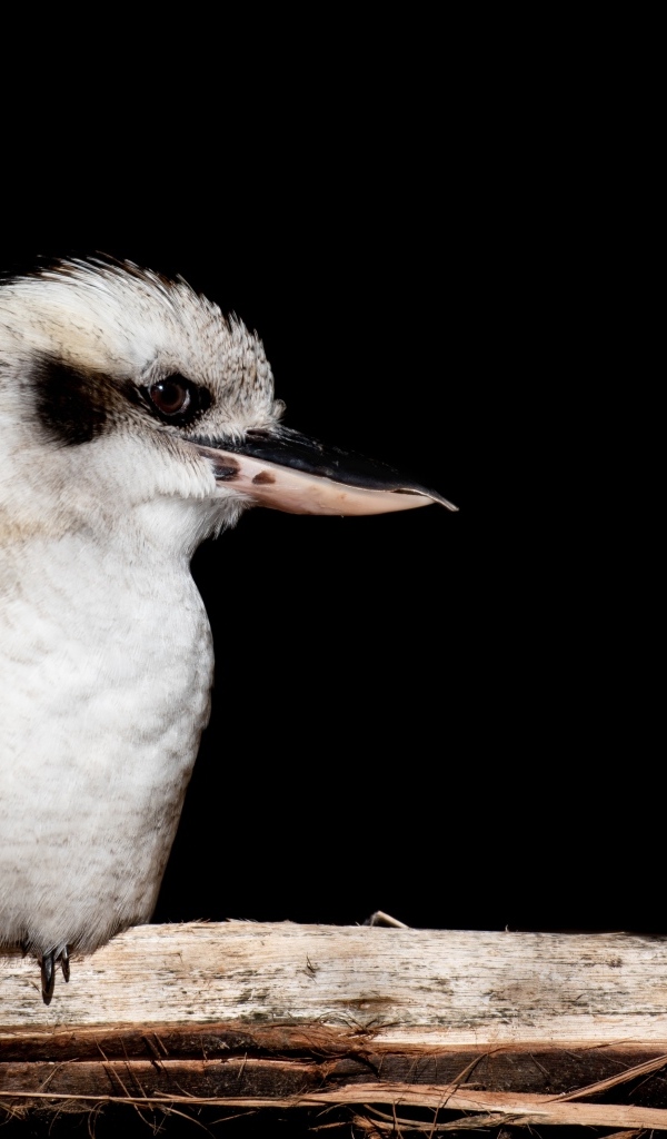 Птица Смеющаяся кукабара сидит на ветке