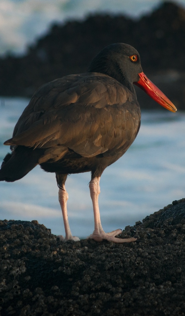 Птица черноватый кулик стоит у воды