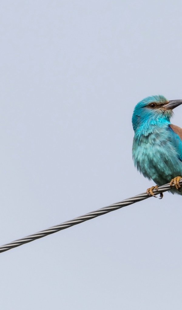 Птица европейский роллер сидит на проводе 