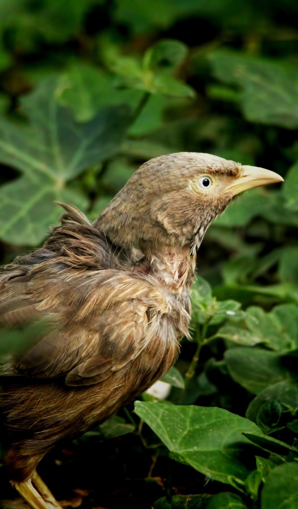 Птица прячется в зеленых листьях на земле