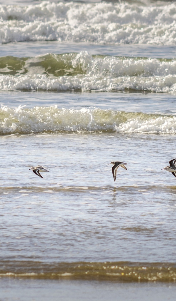 Птицы пролетают над морскими волнами