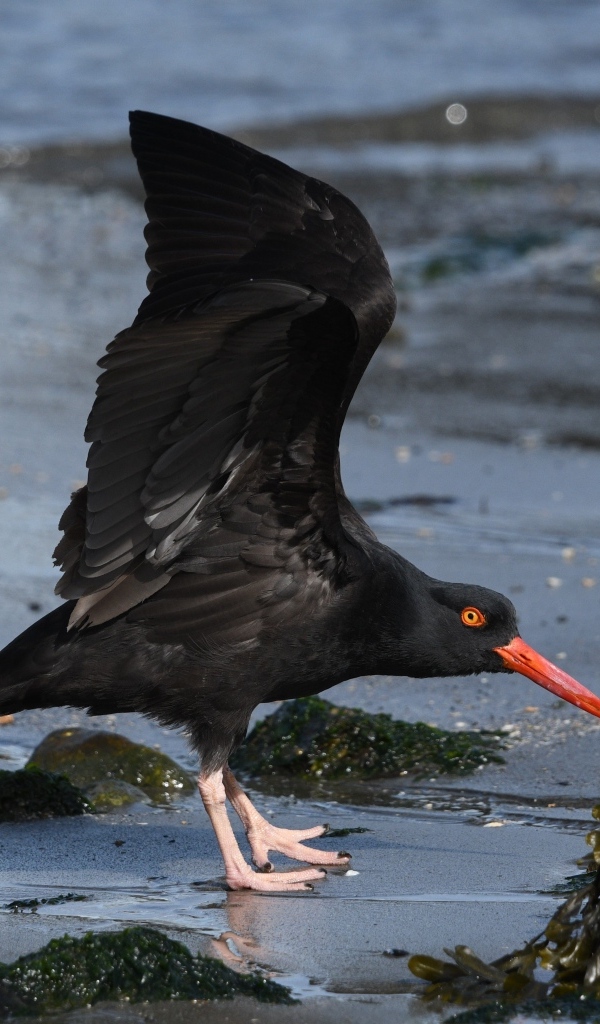 Черная птица с красным клювом на песке у моря
