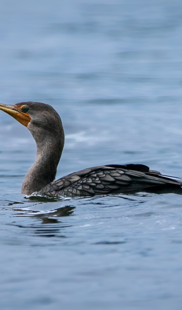 Черный баклан охотится в воде