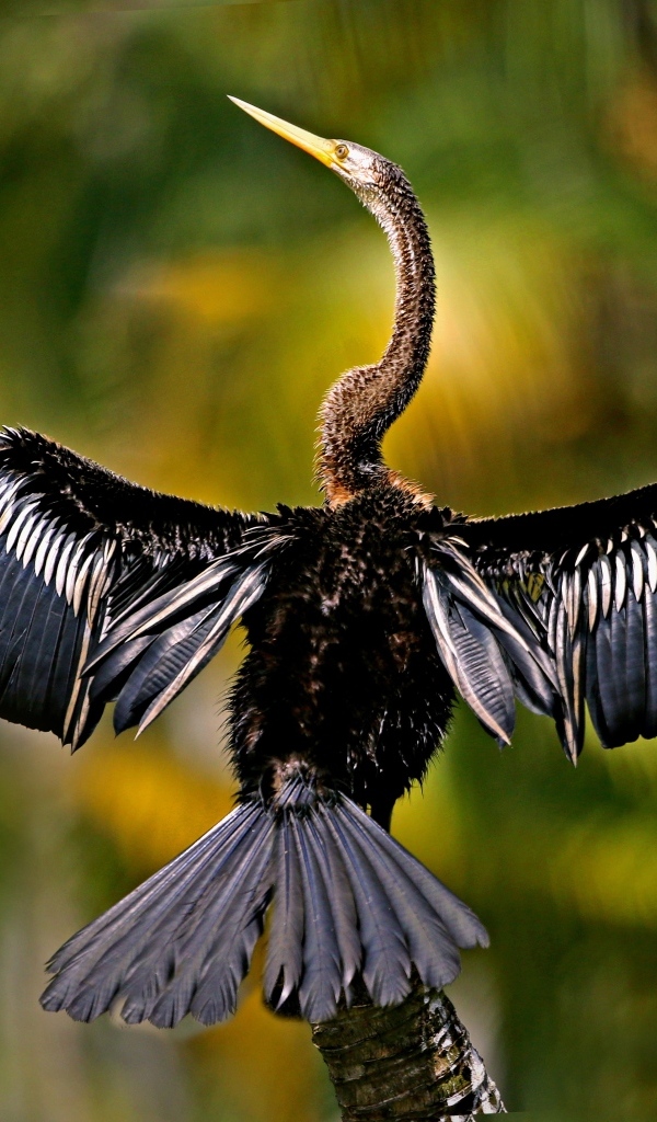 Черный баклан расправил крылья