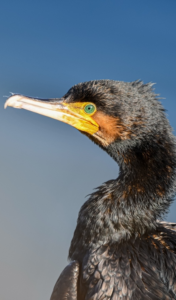 Черный баклан с большим острым клювом