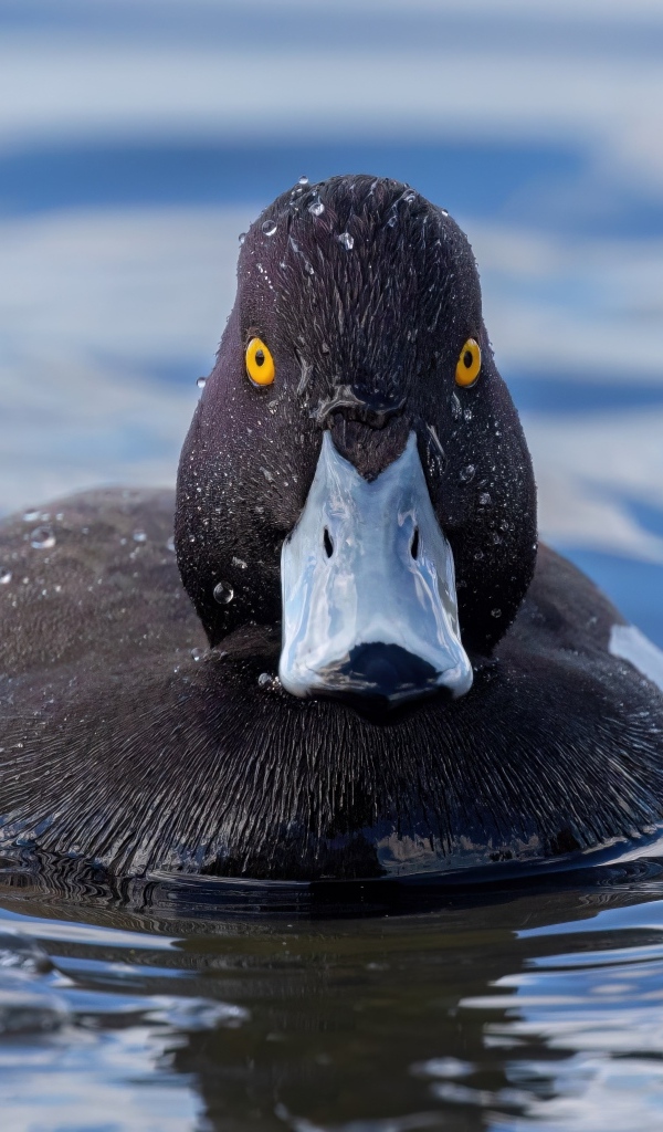Черная хохлатая утка в воде