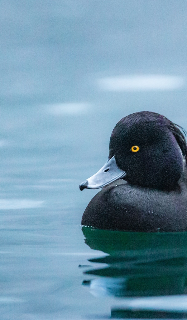 Черная утка плавает в воде