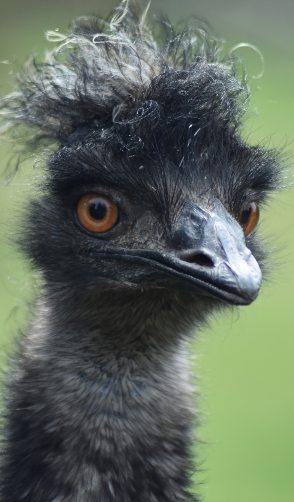 Голова черного страуса эму
