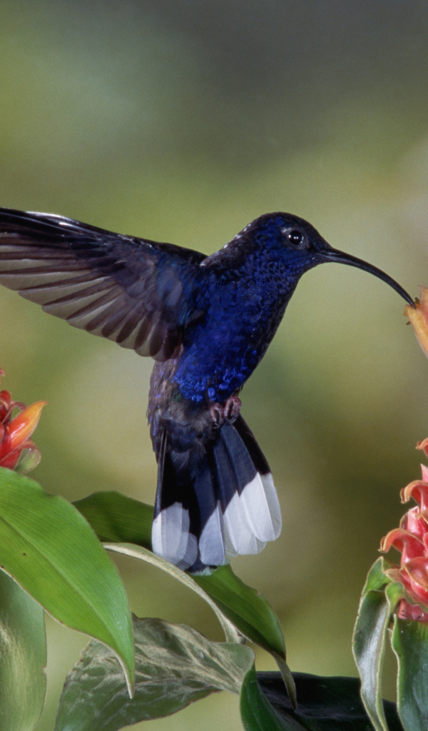 Черная птица колибри над красным цветком