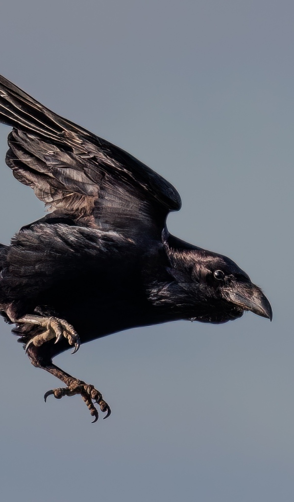 Черный ворон летит в небе