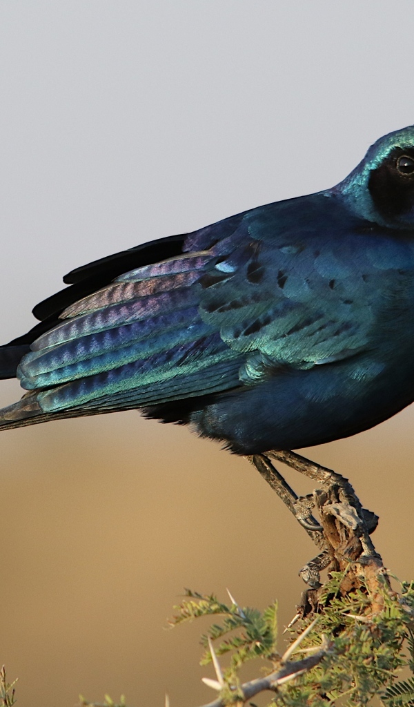 Черный скворец сидит на ветке