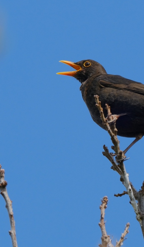Черный дрозд поет на ветке дерева