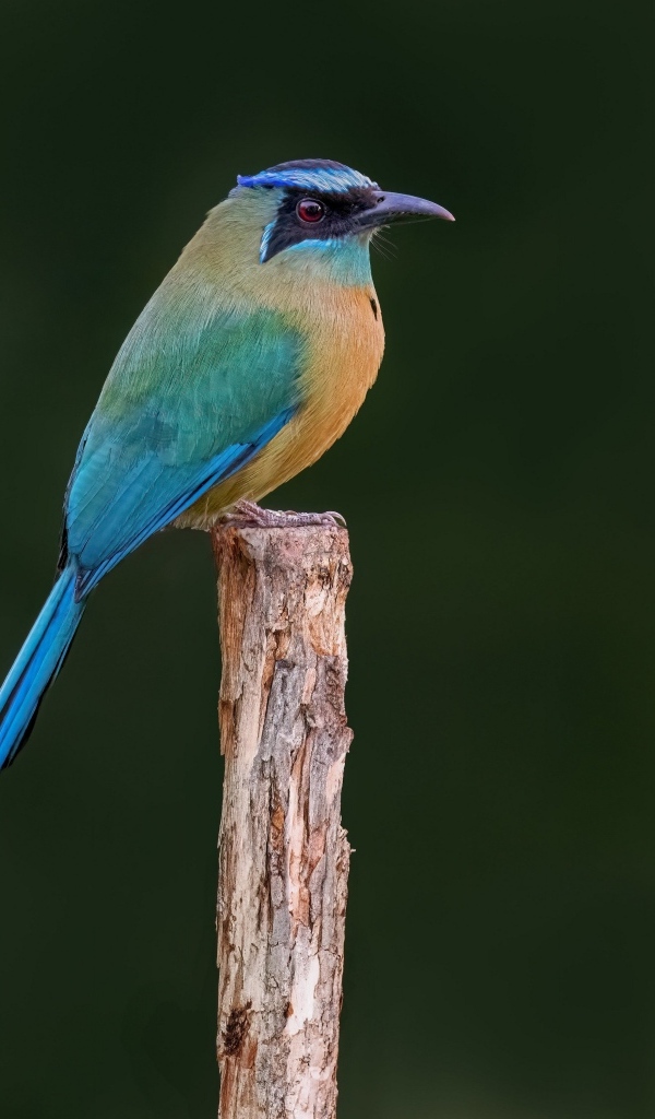 Синешапочный момот крупным планом
