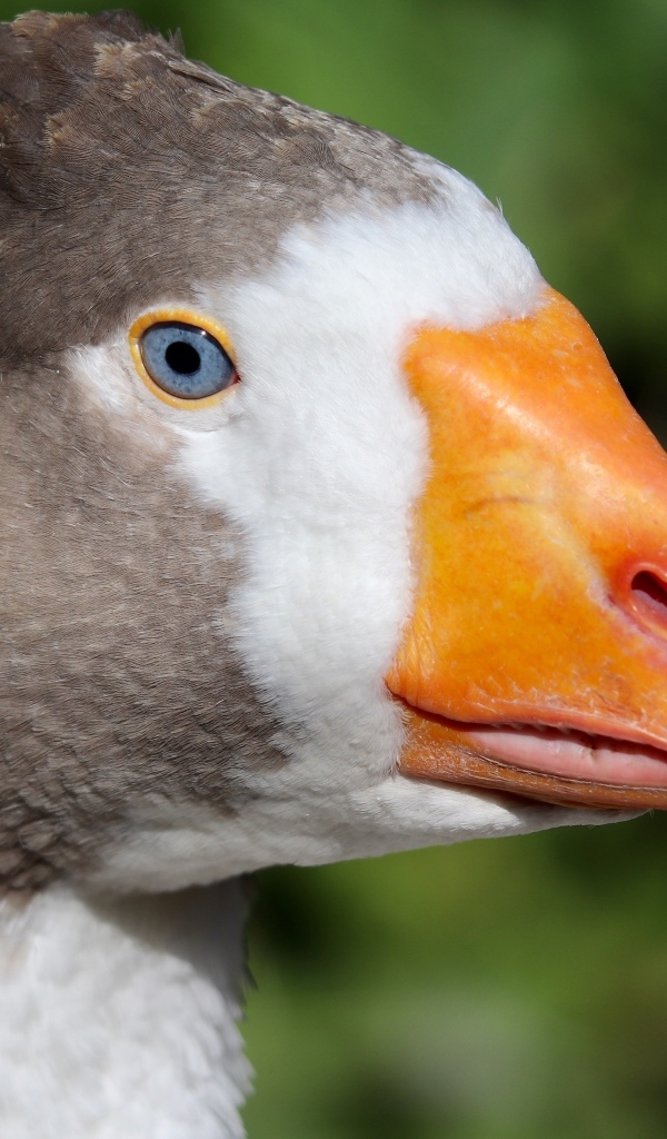 Голубоглазый домашний гусь  с оранжевым клювом
