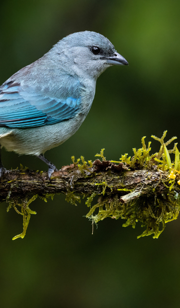 Синеплечий траупис сидит на ветке