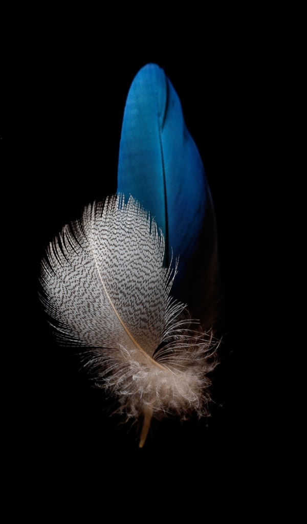 Голубое и белое перо на черном фоне
