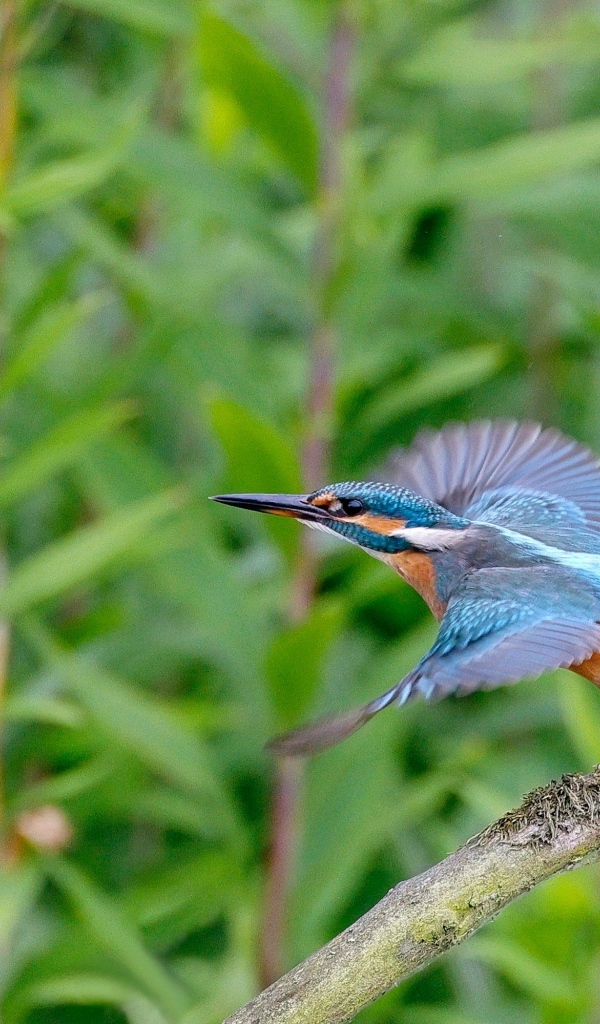 Голубая птица зимородок взлетает с ветки
