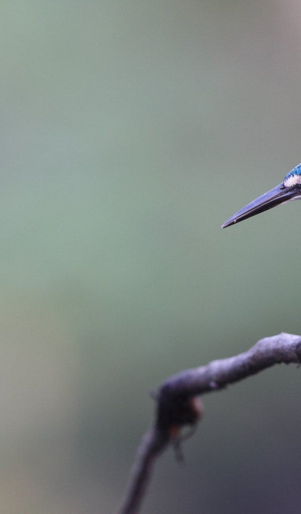 Голубая птица зимородок с острым клювом на ветке