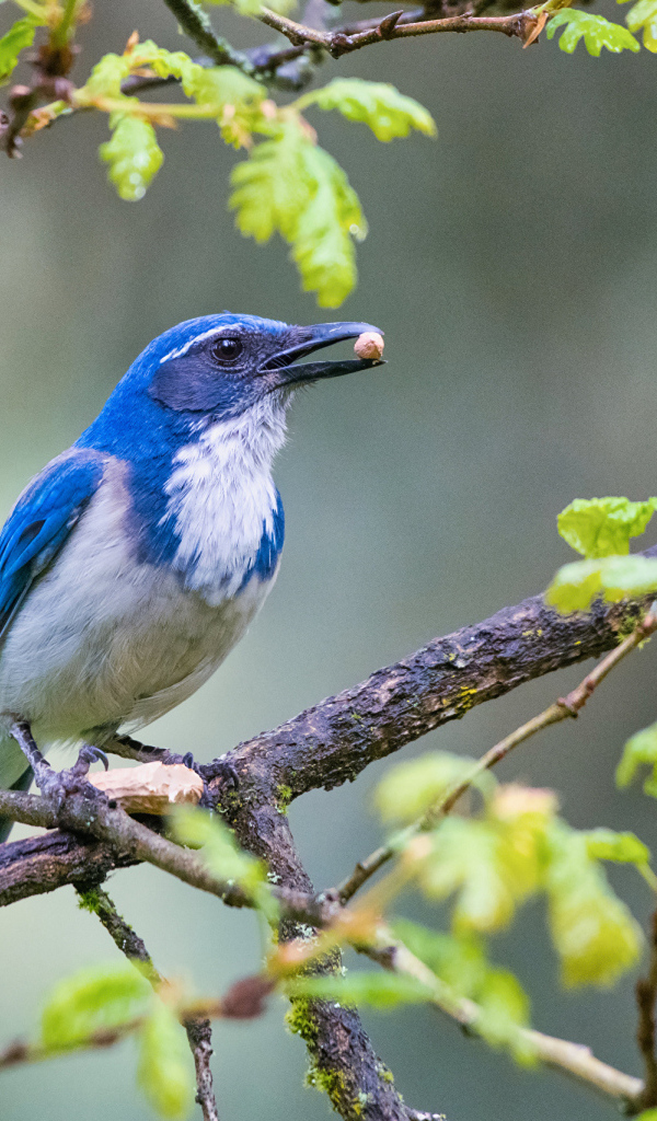 Голубая сойка сидит на ветке дерева
