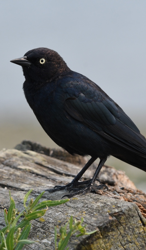 Блестящий малый трупиал