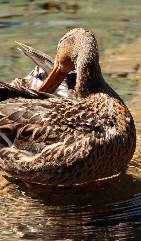 Коричневая утка чистит перья в воде