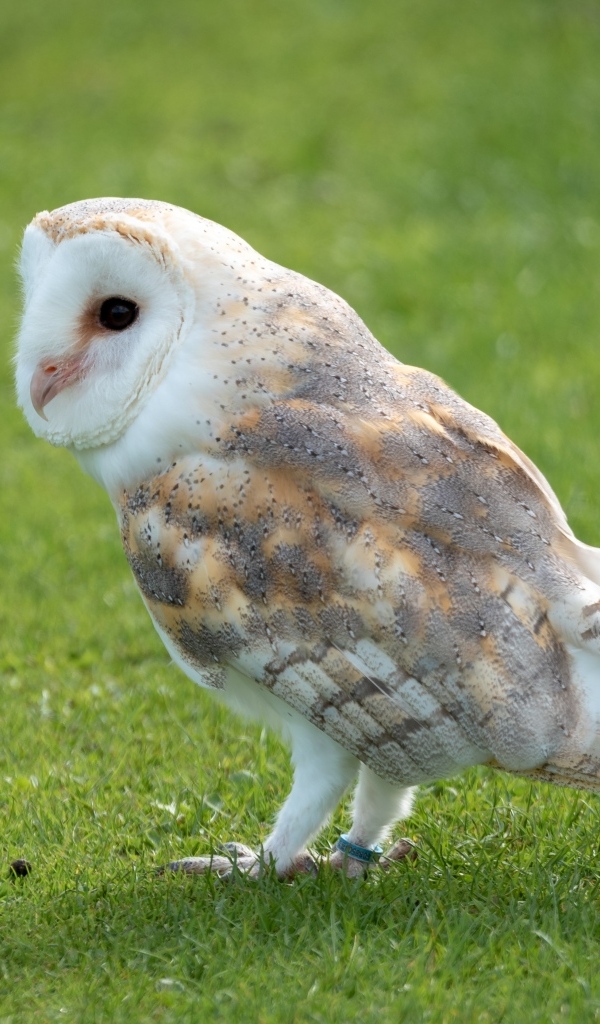 Коричневая сова на зеленой траве