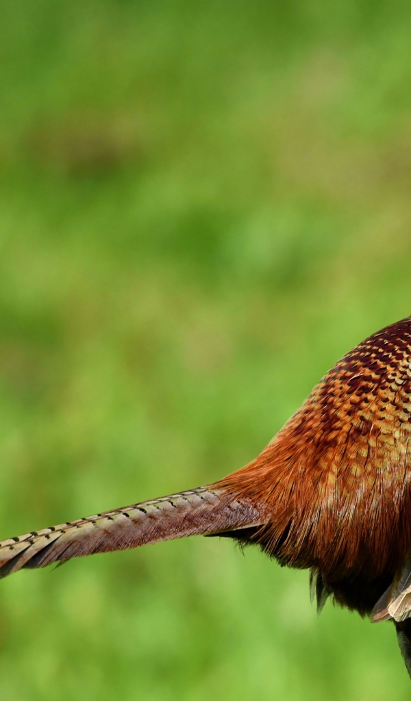 Коричневый фазан крупным планом